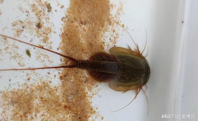 熬过3次生物灭绝存活4亿年的“活化石”如今被农民拿来喂鸡鸭(图5)