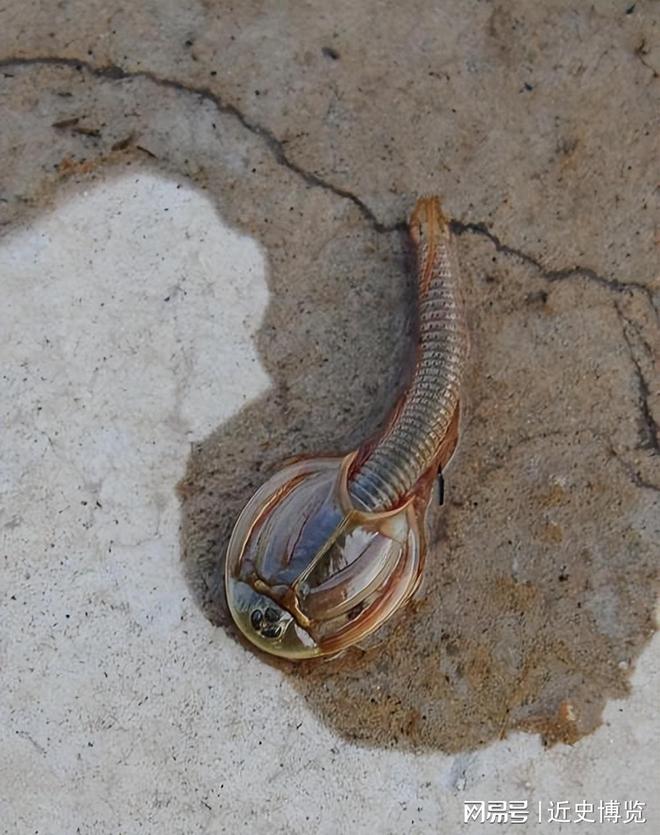 熬过3次生物灭绝存活4亿年的“活化石”如今被农民拿来喂鸡鸭(图8)