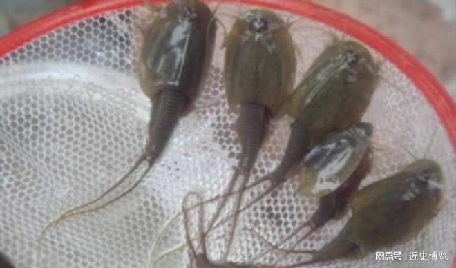 熬过3次生物灭绝存活4亿年的“活化石”如今被农民拿来喂鸡鸭(图4)