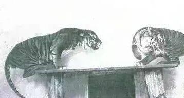 距离我们最近的世界上12种著名的已灭绝野生动物(图1)