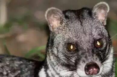 距离我们最近的世界上12种著名的已灭绝野生动物(图2)