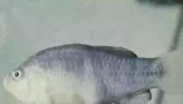 距离我们最近的世界上12种著名的已灭绝野生动物(图3)