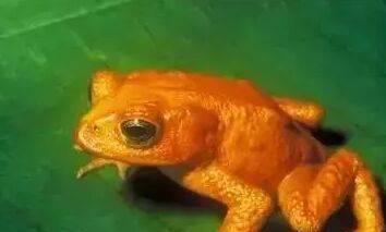 距离我们最近的世界上12种著名的已灭绝野生动物(图9)