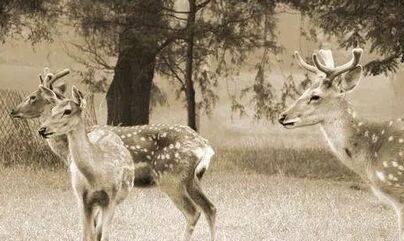 距离我们最近的世界上12种著名的已灭绝野生动物(图4)