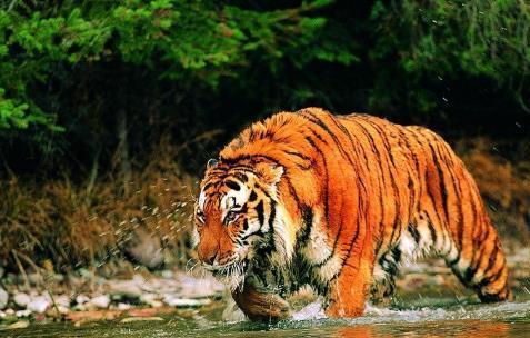 距离我们最近的世界上12种著名的已灭绝野生动物(图7)