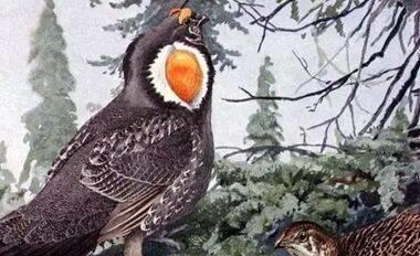 距离我们最近的世界上12种著名的已灭绝野生动物(图13)