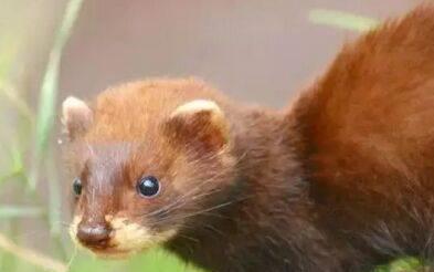 距离我们最近的世界上12种著名的已灭绝野生动物(图10)