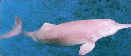 距离我们最近的世界上12种著名的已灭绝野生动物(图14)