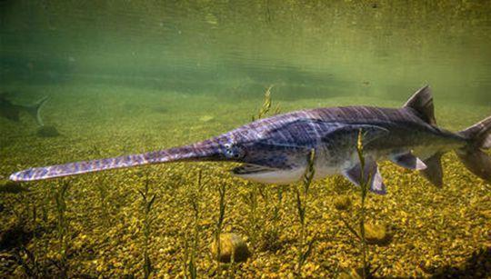 距离我们最近的世界上12种著名的已灭绝野生动物(图16)