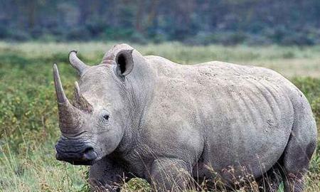 距离我们最近的世界上12种著名的已灭绝野生动物(图15)