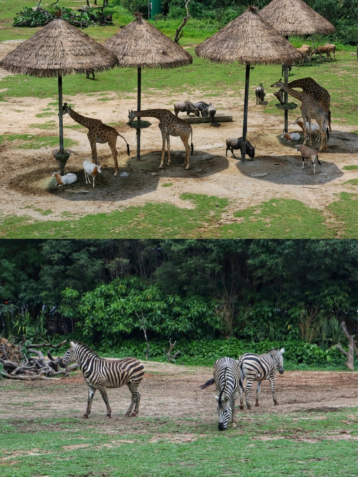 国际爱鸟日｜守护天空精灵 共赴“飞鸟之约” 大美龙江草茂水丰成为鸟类生态乐园(图1)