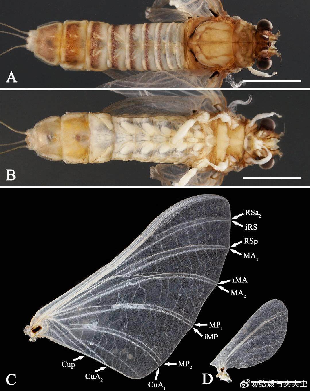 长江首次发现无爪蜉新物种取名“苏轼”(图3)
