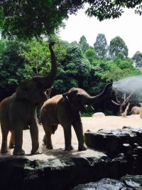长子县林业局开展2024年“世界野生动植物日”宣传活动(图1)