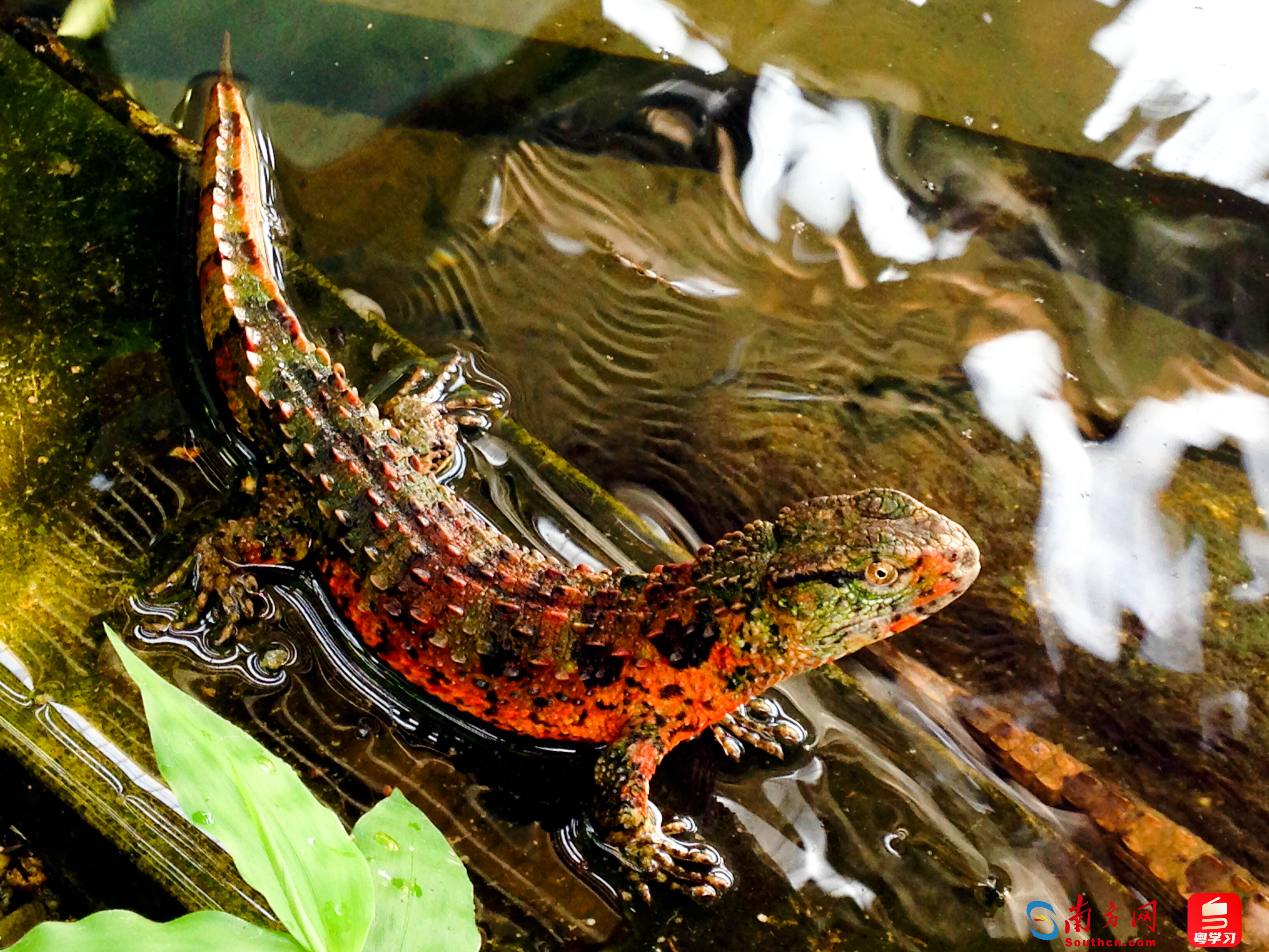 2024丰台区生物多样性保护：让自然重现生机与希望(图1)