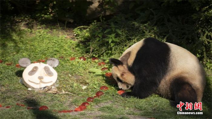 邯郸一动物园黑熊出逃仍在搜寻！国内曾有蟒蛇金钱豹等外逃(图1)