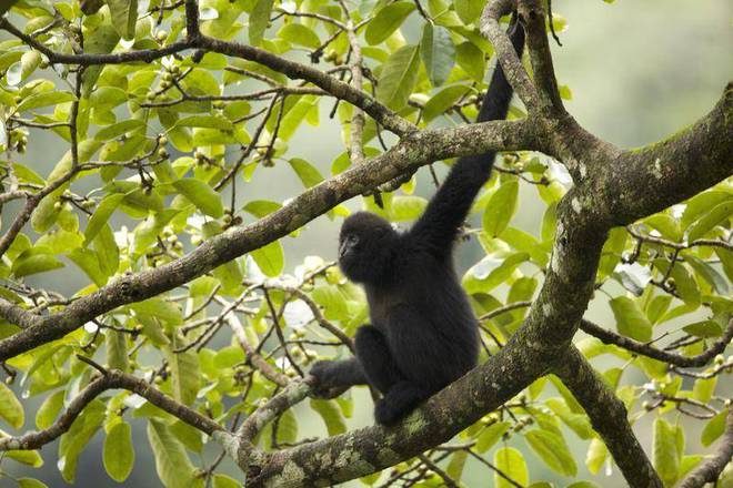 联合保护中越边境上的金灵——东黑冠长臂猿（图）(图1)