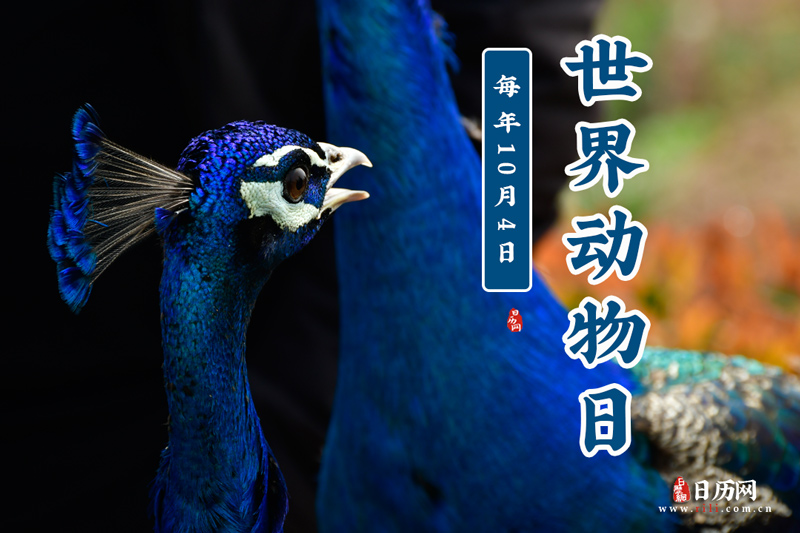 10月4日是世界动物日保护动物善待(图1)