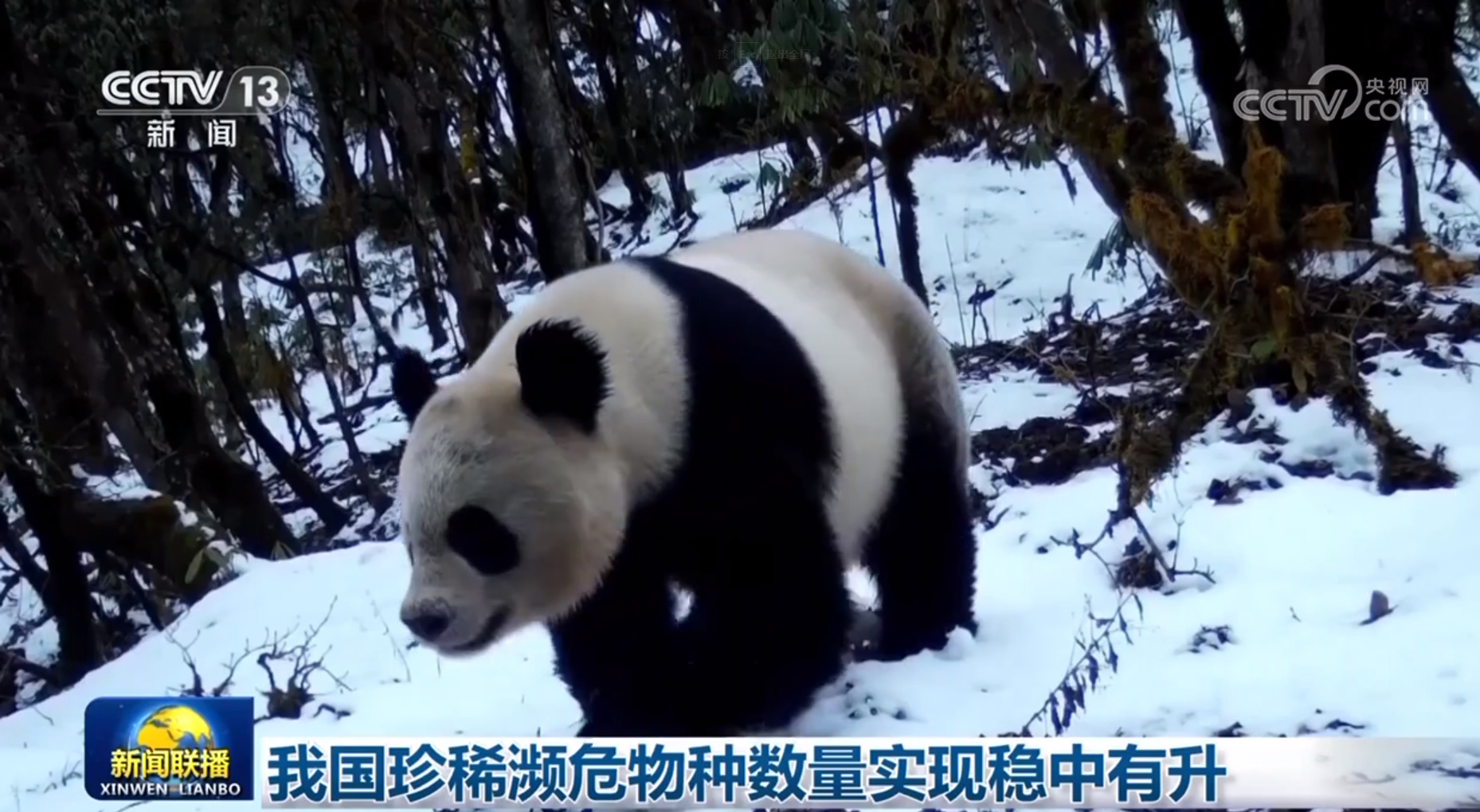我国珍稀濒危物种数量实现稳中有升(图1)