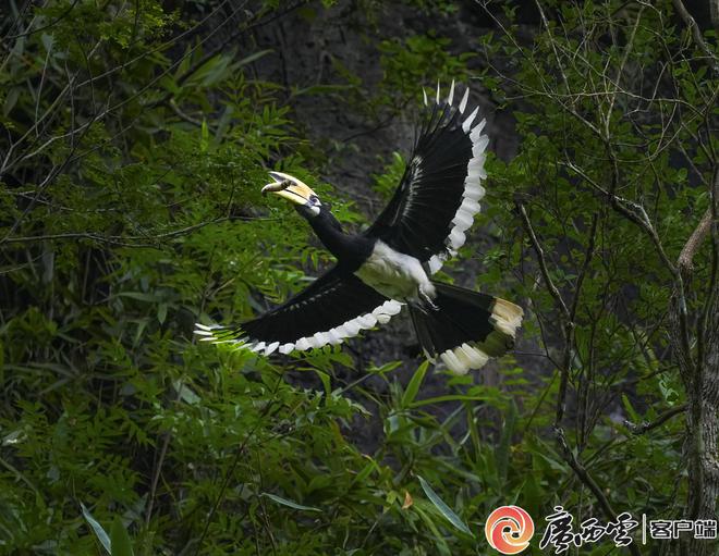 从濒危到增长！广西珍稀动物的 “逆袭”之路→(图2)