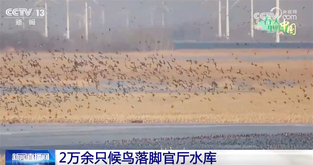 珍稀野生动物打卡“朋友圈” 春天里的中国绘就壮美生态画卷(图1)