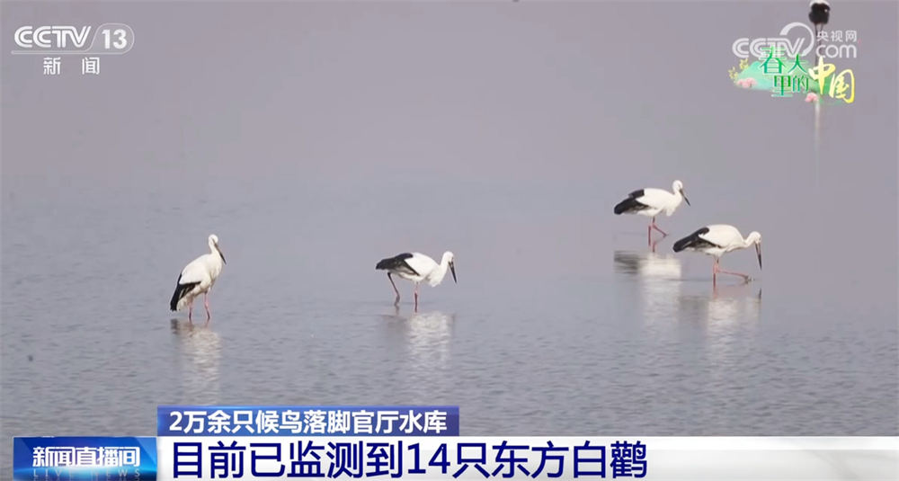 珍稀野生动物打卡“朋友圈” 春天里的中国绘就壮美生态画卷(图2)