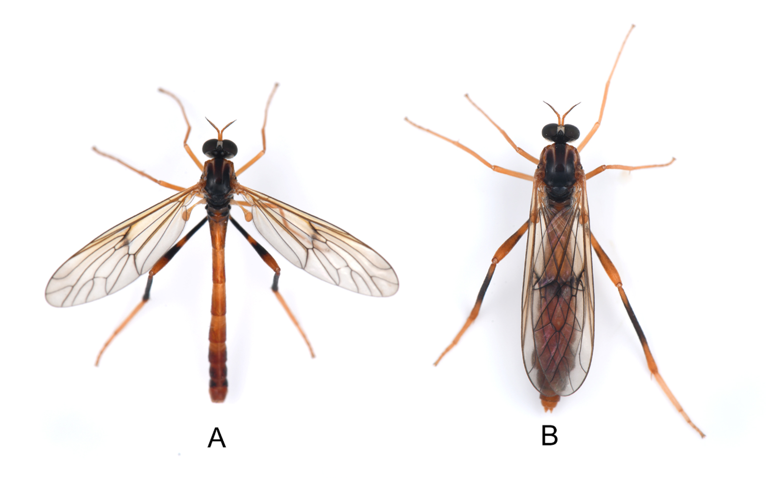 震撼发现！云龙天池保护区齐现29种珍稀野生动物与新物种(图1)