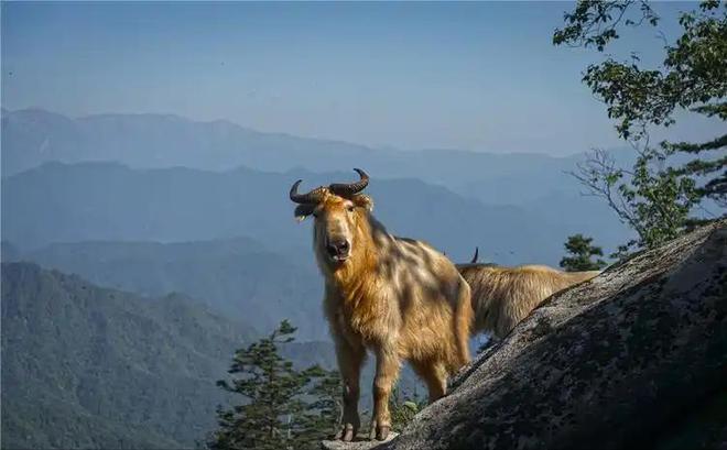 世界公认濒危动物！2020年四川单巴首次发现几个月大就被猎杀(图13)