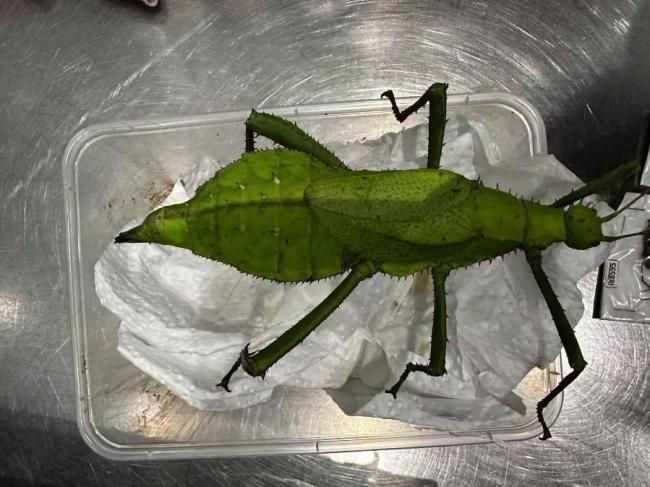 2024年北京海关截获外来物种869种次同比增长21倍 “异宠”风险加剧(图1)