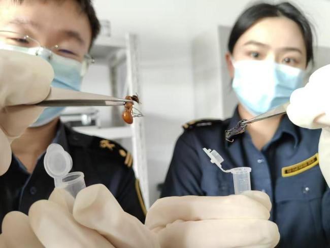 2024年北京海关截获外来物种869种次同比增长21倍 “异宠”风险加剧(图2)