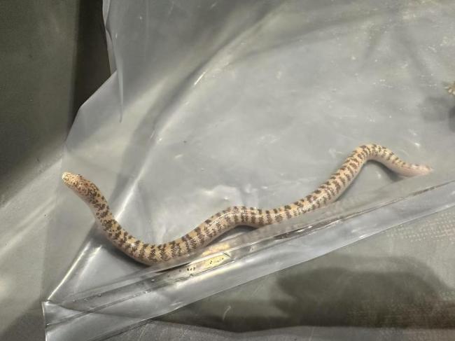 2024年北京海关截获外来物种869种次同比增长21倍 “异宠”风险加剧(图3)