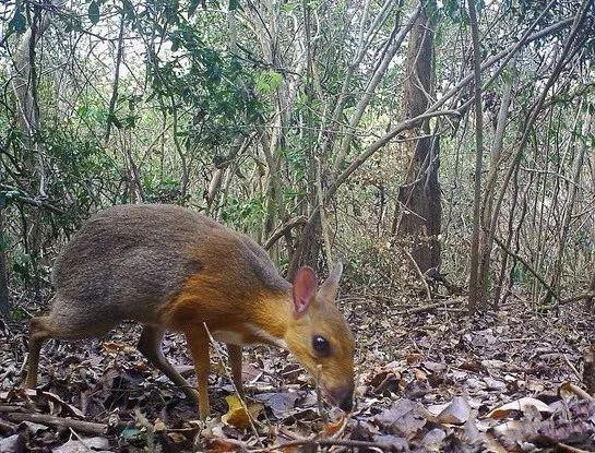 世界首次！美国生物技术公司宣布“复活”已灭绝万年恐狼：三只恐狼幼崽由家犬代孕【附基因编辑技术发展趋势分析】(图1)