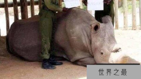 一种已灭绝近40年的老虎被发现在野外重新出现生命迹象(图1)
