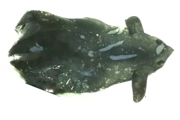 南海物说︱神奇动物在哪里——2024年南海新发现物种大盘点(图1)