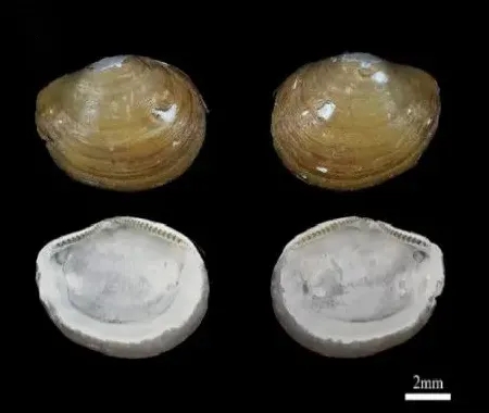 南海物说︱神奇动物在哪里——2024年南海新发现物种大盘点(图7)