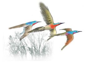梦幻白狼、狮虎、袋狼盘点地球上已灭绝的30种最珍稀的动物(图5)