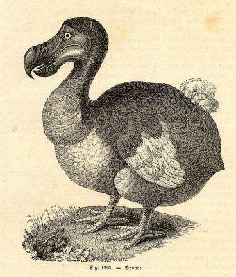 梦幻白狼、狮虎、袋狼盘点地球上已灭绝的30种最珍稀的动物(图3)