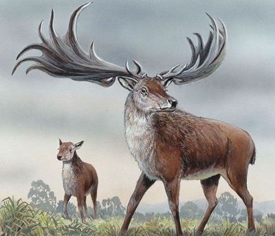 梦幻白狼、狮虎、袋狼盘点地球上已灭绝的30种最珍稀的动物(图11)
