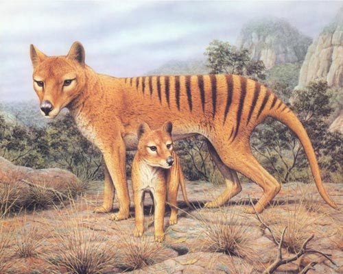 梦幻白狼、狮虎、袋狼盘点地球上已灭绝的30种最珍稀的动物(图6)