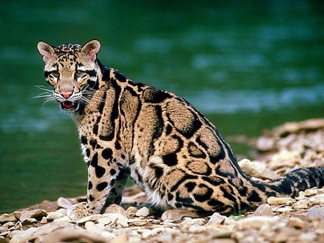 梦幻白狼、狮虎、袋狼盘点地球上已灭绝的30种最珍稀的动物(图7)