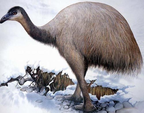 梦幻白狼、狮虎、袋狼盘点地球上已灭绝的30种最珍稀的动物(图14)