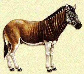 梦幻白狼、狮虎、袋狼盘点地球上已灭绝的30种最珍稀的动物(图20)