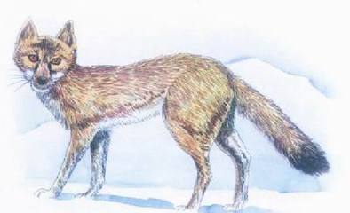 梦幻白狼、狮虎、袋狼盘点地球上已灭绝的30种最珍稀的动物(图19)