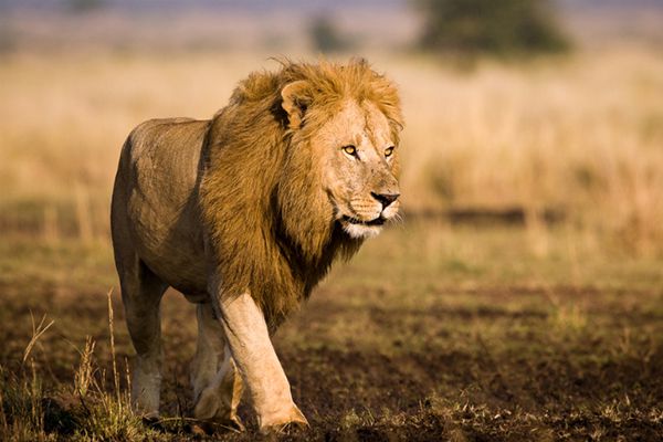 梦幻白狼、狮虎、袋狼盘点地球上已灭绝的30种最珍稀的动物(图28)