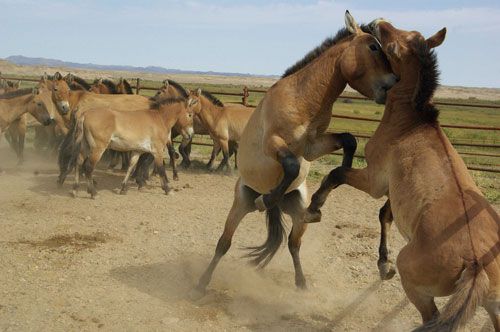 梦幻白狼、狮虎、袋狼盘点地球上已灭绝的30种最珍稀的动物(图25)