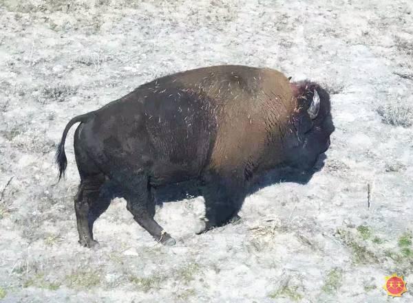 梦幻白狼、狮虎、袋狼盘点地球上已灭绝的30种最珍稀的动物(图29)