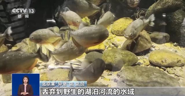 有些“异宠”不宜宠 专家：购买饲养前要做到“三查”(图5)