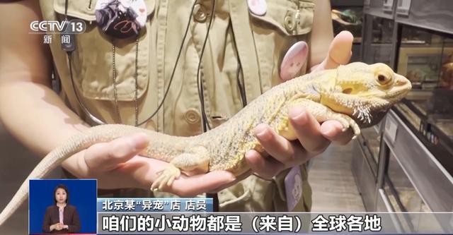 有些“异宠”不宜宠 专家：购买饲养前要做到“三查”(图3)