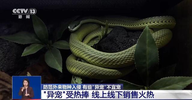 有些“异宠”不宜宠 专家：购买饲养前要做到“三查”(图4)