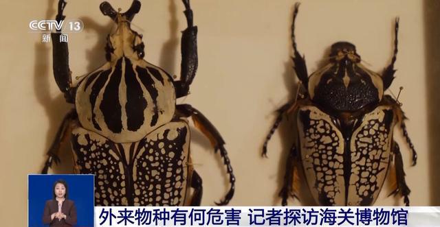 有些“异宠”不宜宠 专家：购买饲养前要做到“三查”(图7)
