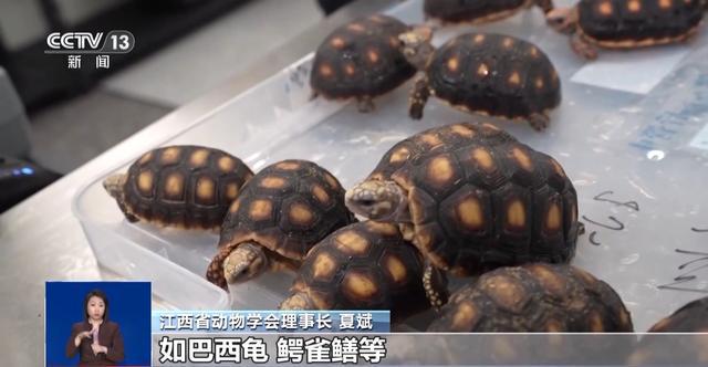 有些“异宠”不宜宠 专家：购买饲养前要做到“三查”(图6)